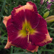 Fancy Face Who Done It Daylily